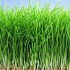 Wheat Grass