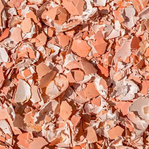 eggshell