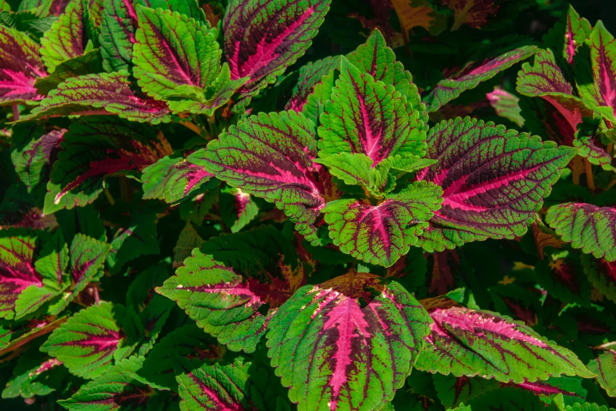 Forskolin