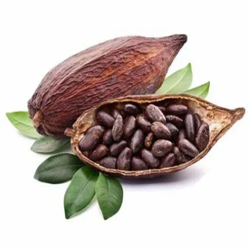 Theobroma Cacao
